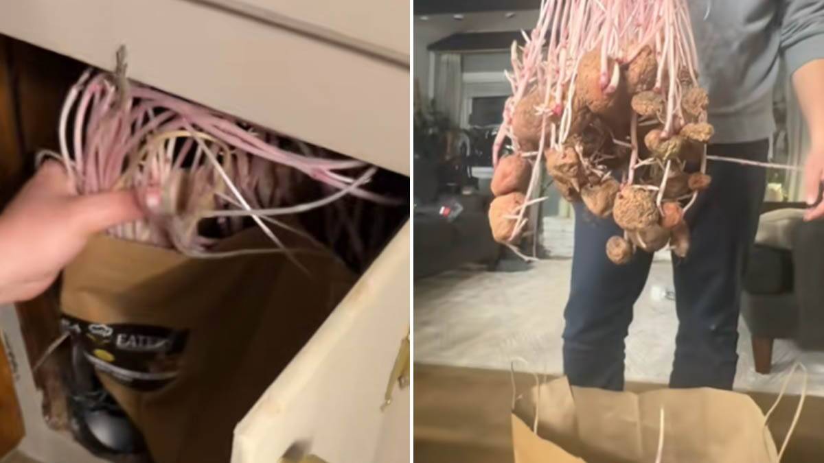 Snimak sa više od 17 miliona pregleda: Pokazala šta je ostalo od krompira posle 6 meseci u ostavi (Video)