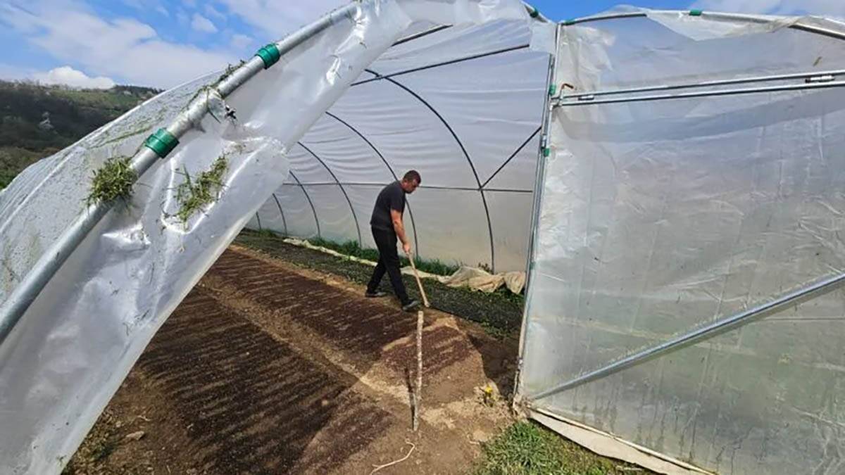 Ljubiša je Beograd zamenio selom i napravio "fabriku pod vedrim nebom": Na 20 ari proizvodi hiljade sadnica