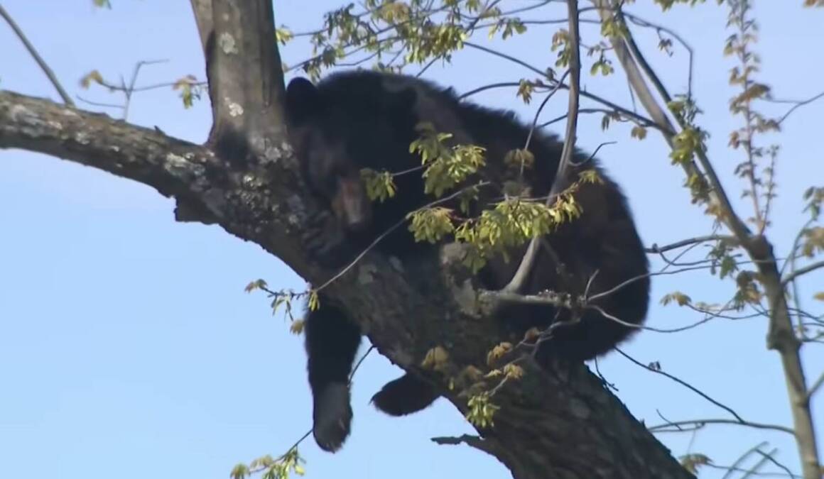Medved se popeo na drvo usred grada: Bizaran slučaj u Americi, pojavio se neverovatan snimak (Video)