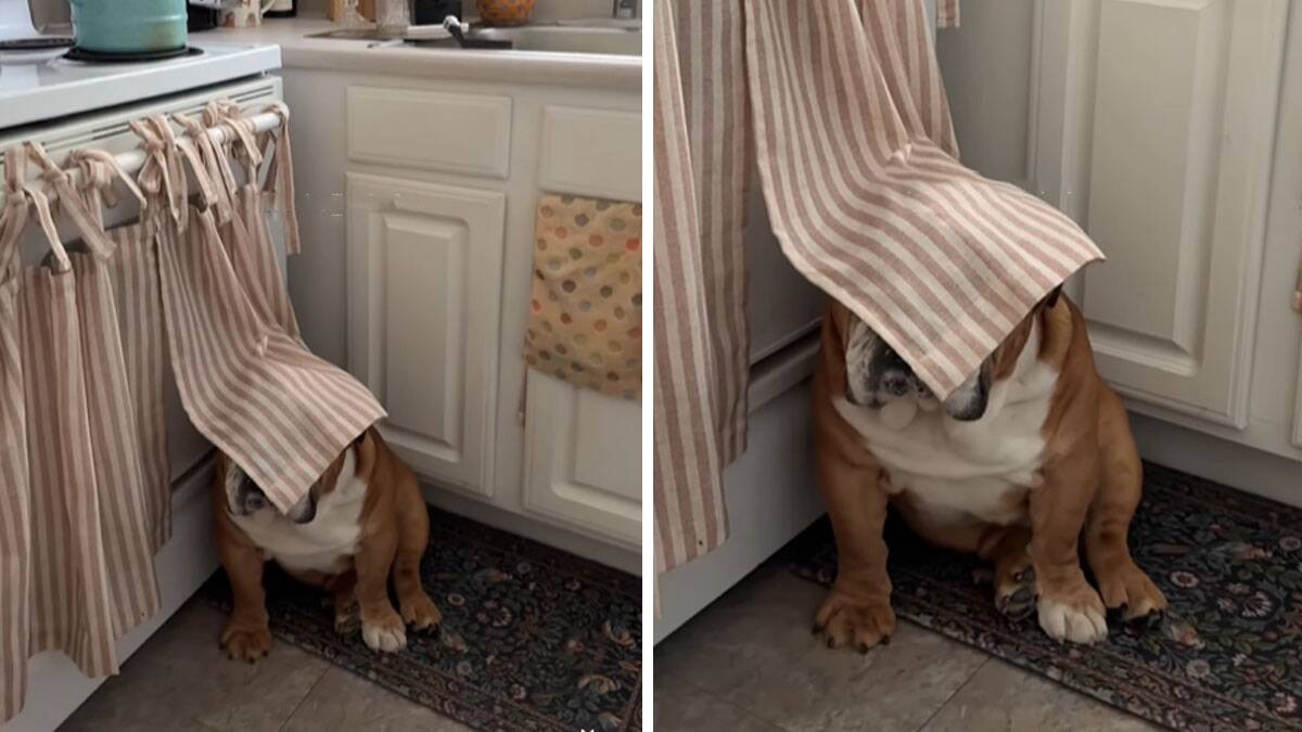 "Čitava večnost nam treba da ga nađemo": Caku engleskog buldoga u igri žmurke obožava ceo internet (Video)