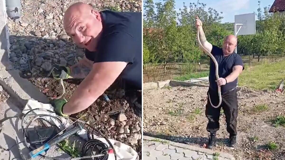 "Amazon iz Merošine, sila": Vladica izvukao zmiju dugu skoro dva metra iz betona (Video)