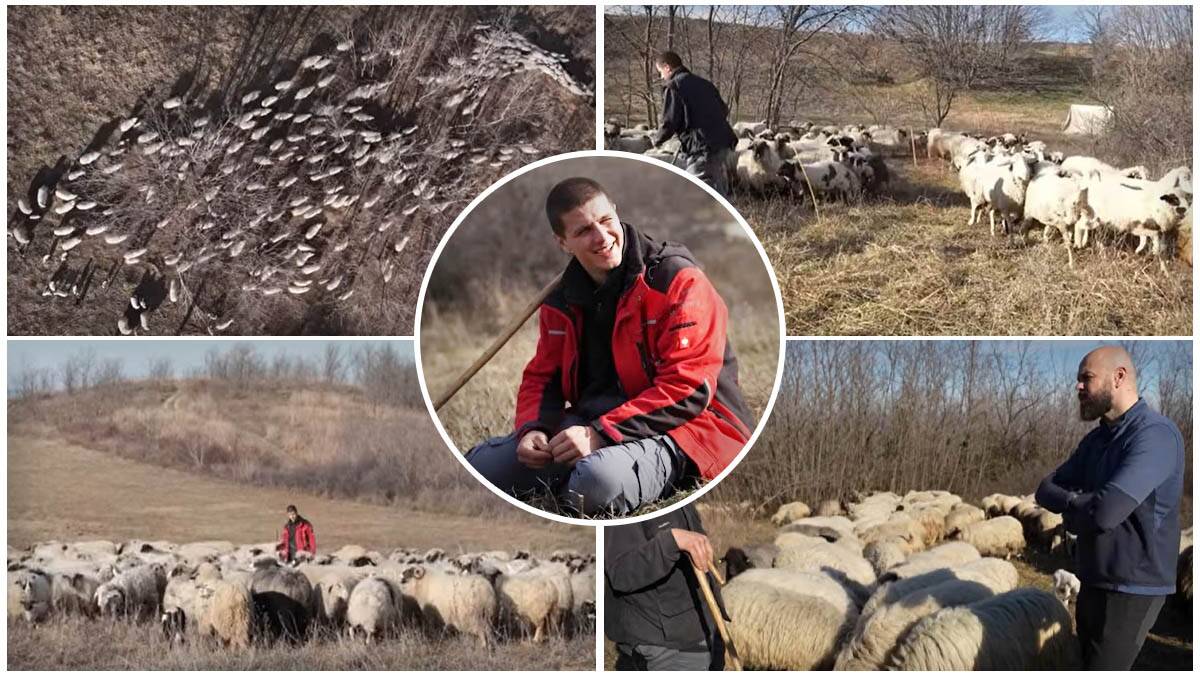 Ima tek 21 godinu i stado od 300 ovaca: Miloš je na padinama Fruške gore stvorio čudo (Video) 