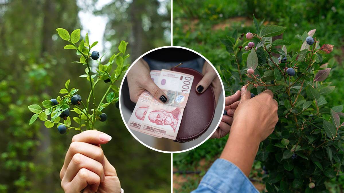 Cena ovog voća eksplodirala, kupci besni: Ručna berba i visoki troškovi uzgoja pritiskaju tržište
