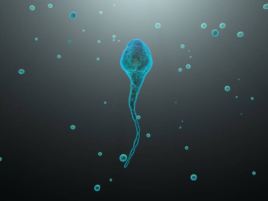 "Testisi se s razlogom nalaze izvan tela": Svi odjednom pitaju da li sauna smanjuje broj spermatozoida