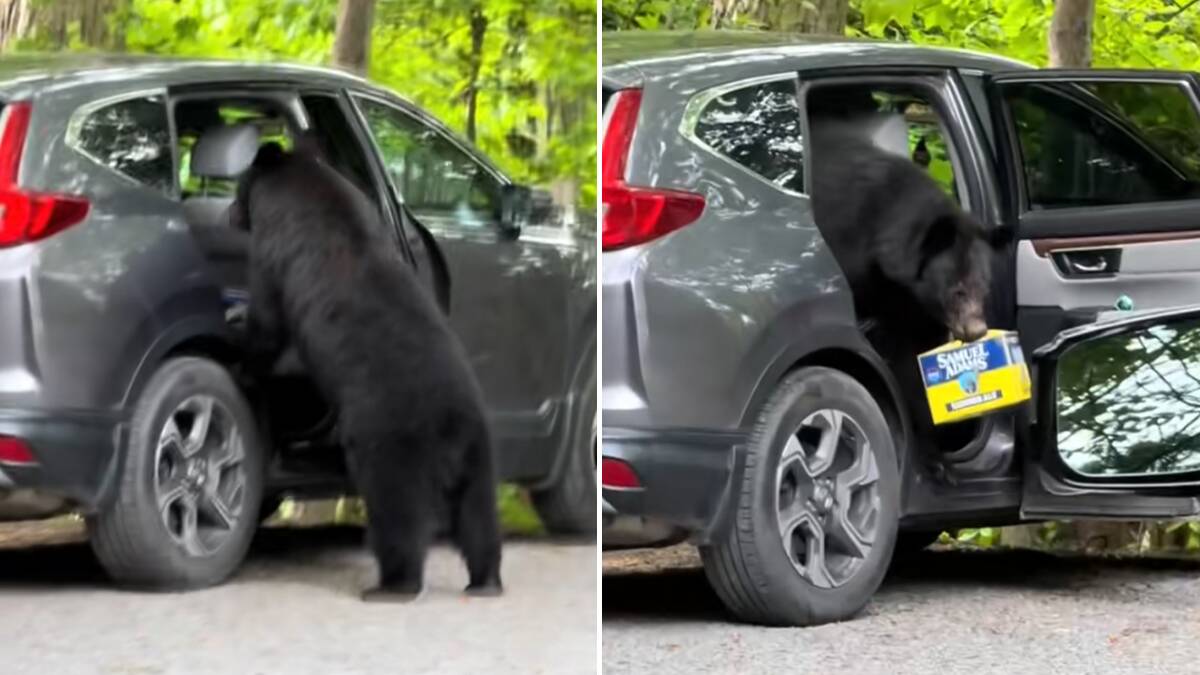 Alarm se oglasio, ljudi vrištali, a njega baš briga: Medved izveo "pljačku veka", pa otišao u šumu da se osveži (Video)