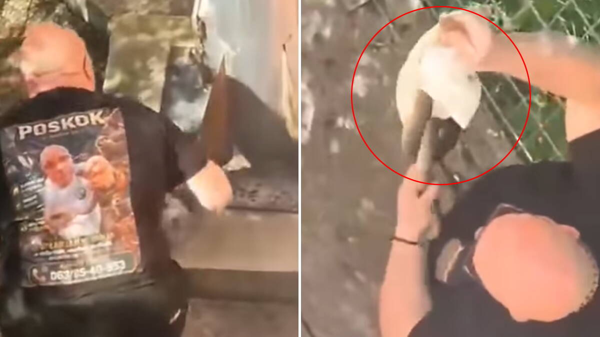 "Vidi ga lepotan, lele": Vladica kleknuo, počeo da probira po travi, a onda je uhvatio predatora (Video)