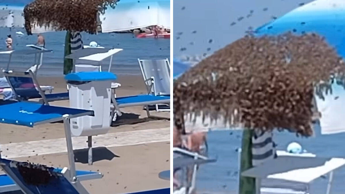 Roj pčela okupirao plažu na poznatom letovalištu: Turisti u 
