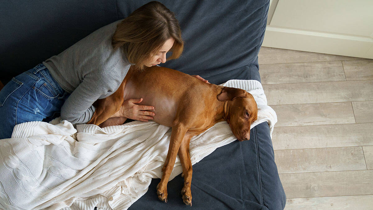 Veterinarka otkrila o čemu psi razmišljaju pred kraj: "To je
