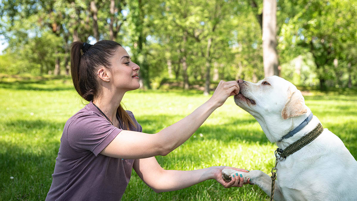 5 rasa pasa koje se ponašaju kao ljudi: Veterinari smatraju da su najinteligentnije, znaju da vas "pročitaju"