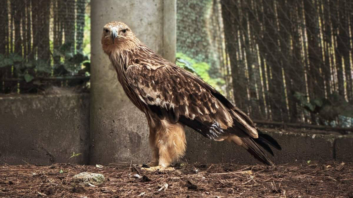 Preživeo otmicu, švercere i ratnu zonu, pa se vratio u Srbiju: Neverovatna priča orla Feliksa