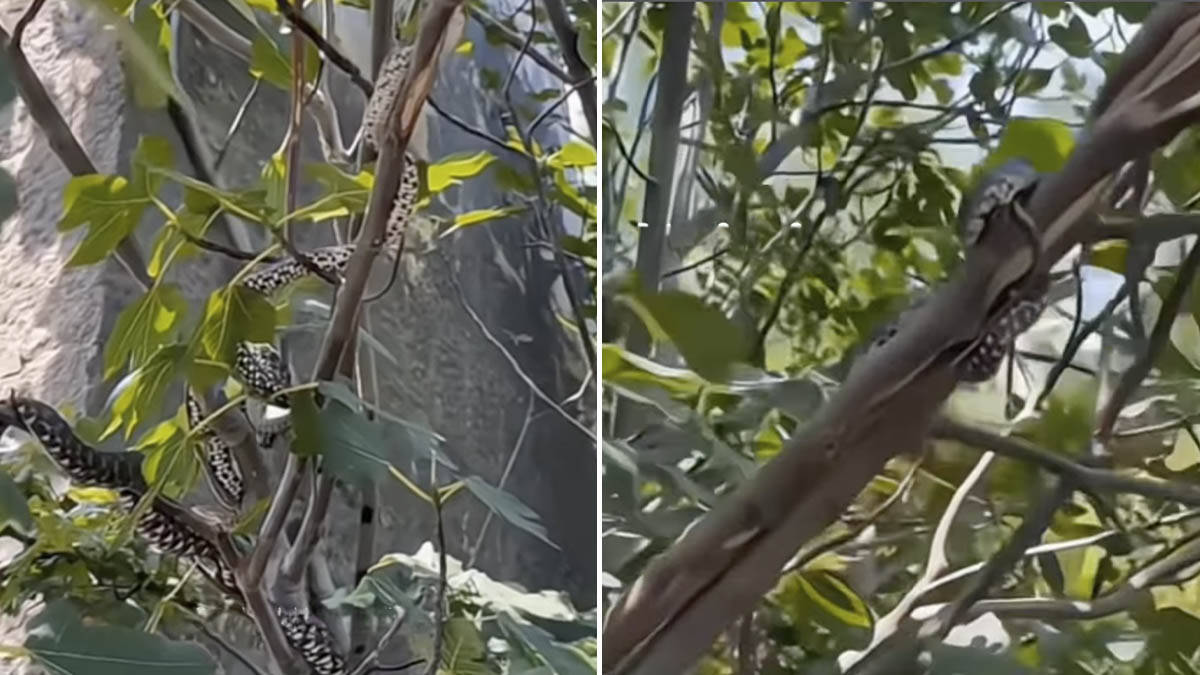Zmije leže na granama drveća, ljudi u čudu gledali: Da li je moguće da ih ima ovoliko na jednom mestu (Video)