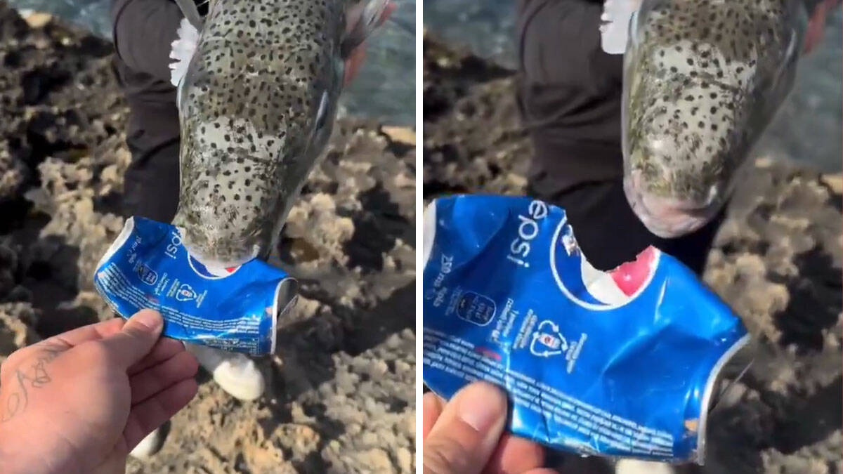 Panika na grčkim plažama, svi su u strahu: Grci postavljaju zamke za ribu od koje se umire u najgorim mukama