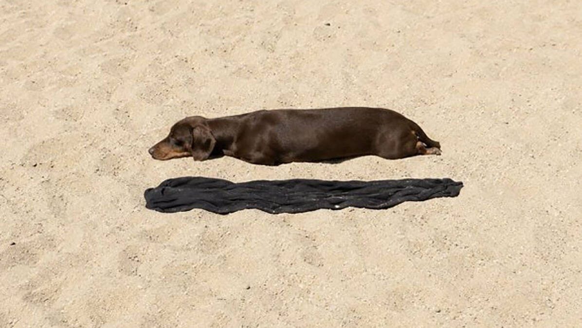 Jazavičar na plaži zaludeo svet: Dobro pogledajte, šta vidite na fotografiji?