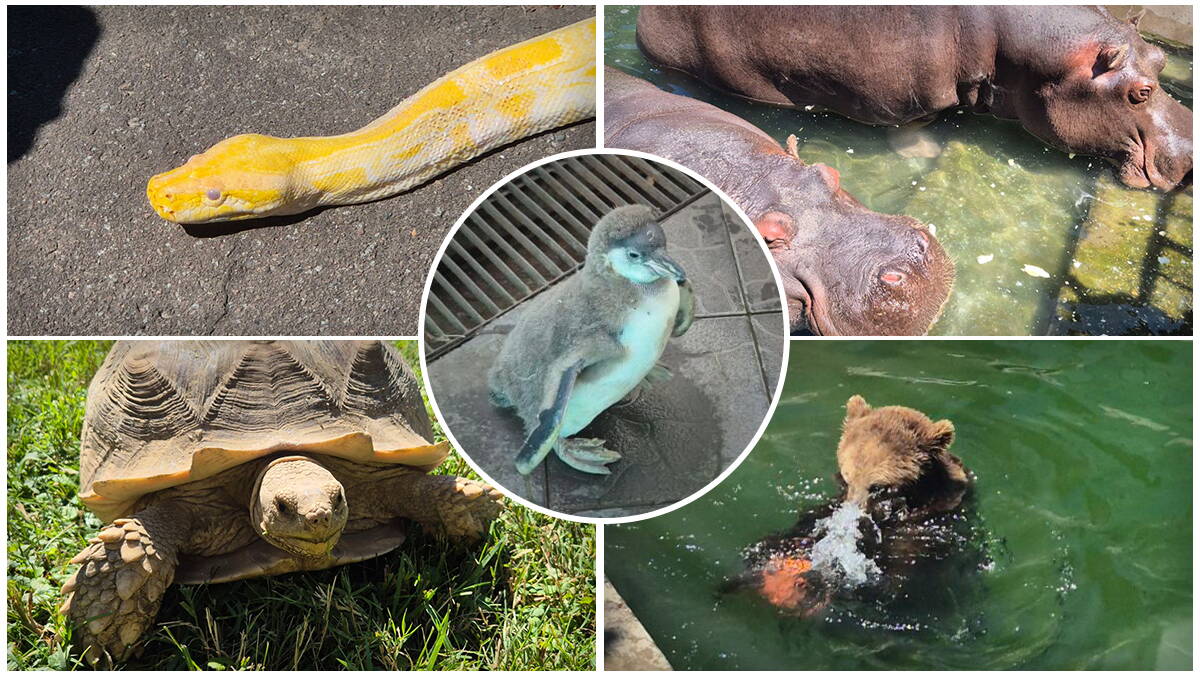(Video) Zoo vrt slavi 90. rođendan: Upoznajte Muju, pitona Uroša, bebu pingvina i ostale zvezde "Vrta dobre nade"