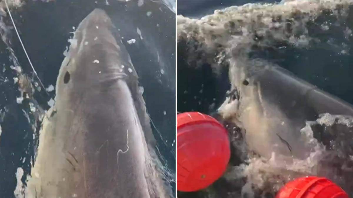 "Zver" od 770 kilograma se vratila iz dubina: Uhvaćen najveća bela ajkule ikada, evo gde se uputila