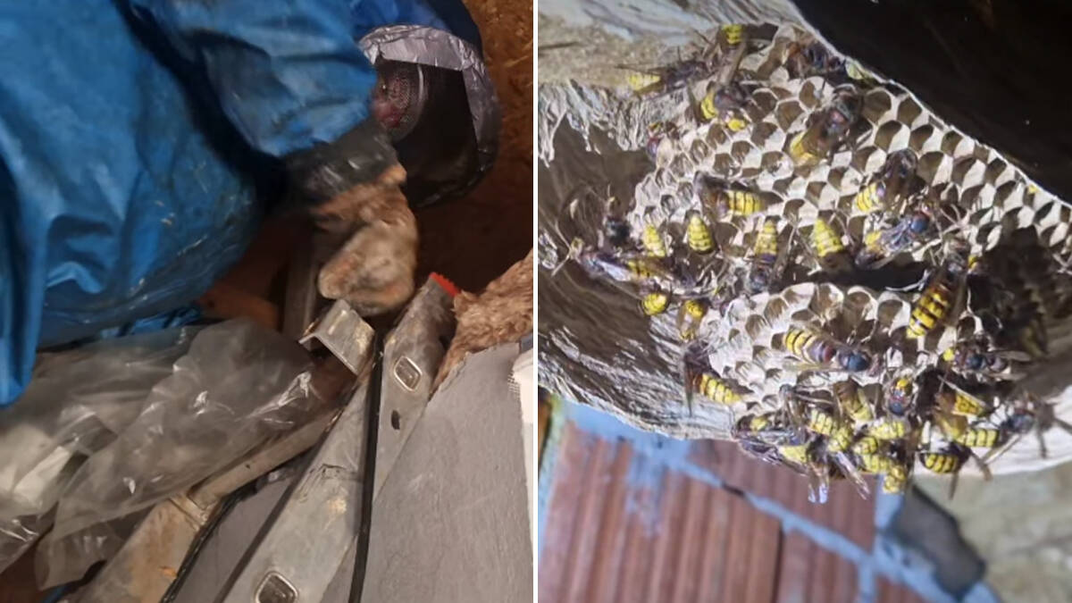 Vladica zbog najnovije akcije morao da obuče specijalno odelo: Na tavanu se suočio sa nečim mnogo opasnijim od zmija