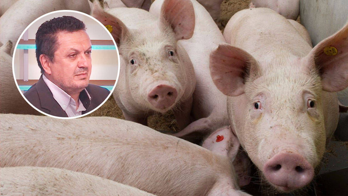 Svinjska kuga širi se Srbijom: Šekler objasnio šta se dešava ako pojedete zaraženo meso