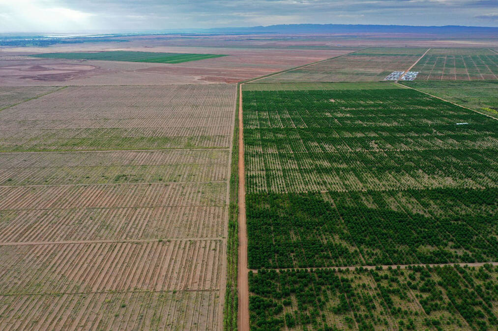 Kina posadila 66 milijardi stabala i zaustavila pustinju: Afrika pokušala isto i doživela potpunu katastrofu