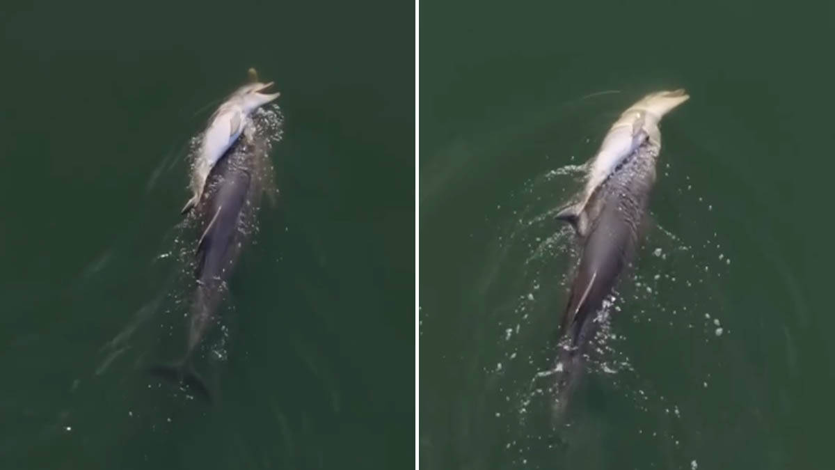 Snimak dronom otkrio potresnu scenu: Majka delfin nosi mrtvo mladunče, a celo jato odbija da ode (Video)