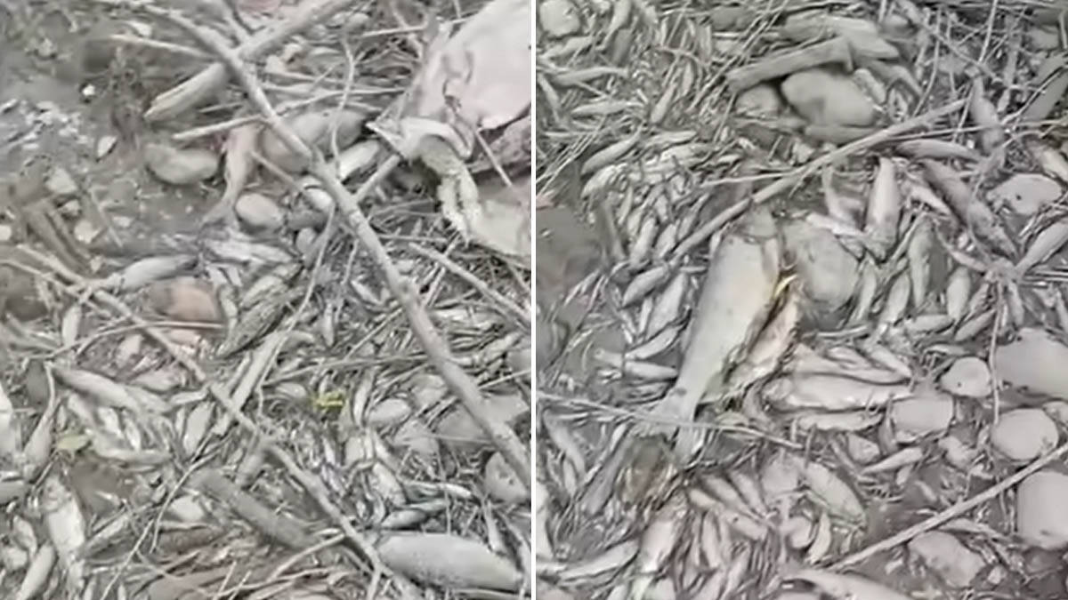 Sablasni prizori u reci koja je proletos poplavila sela: Suša dovela do pomora ribe, situacija je alarmantna