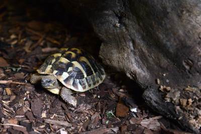 Najstarija kornjača lažno proglašena mrtvom: Iza svega se krije neverovatna kripto prevara