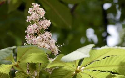 Danas počinje proleće: Tačno u ovo vreme nastupa novo godišnje doba
