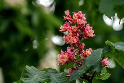 Kada počinje proleće, a kada letnje računanje vremena? Tačno u ovoliko sati će nastupiti novo godišnje doba