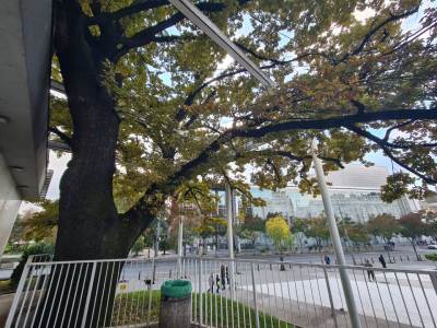 Evo gde se nalazi najstarije drvo u Beogradu: Preživelo brojne ratove i razaranja, i dalje je u odličnom stanju