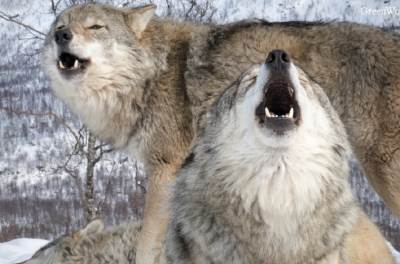 Zver u centru evropskog grada: Vuk napao i povredio ženu, građani u strahu