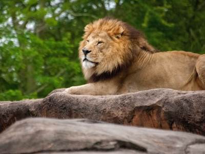 Lav ubio lavicu: Užas u zagrebačkom Zoološkom vrtu