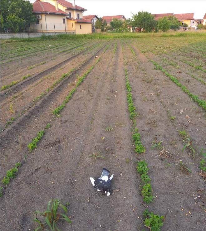 beograd masovno trovanje golubovi uzrok 