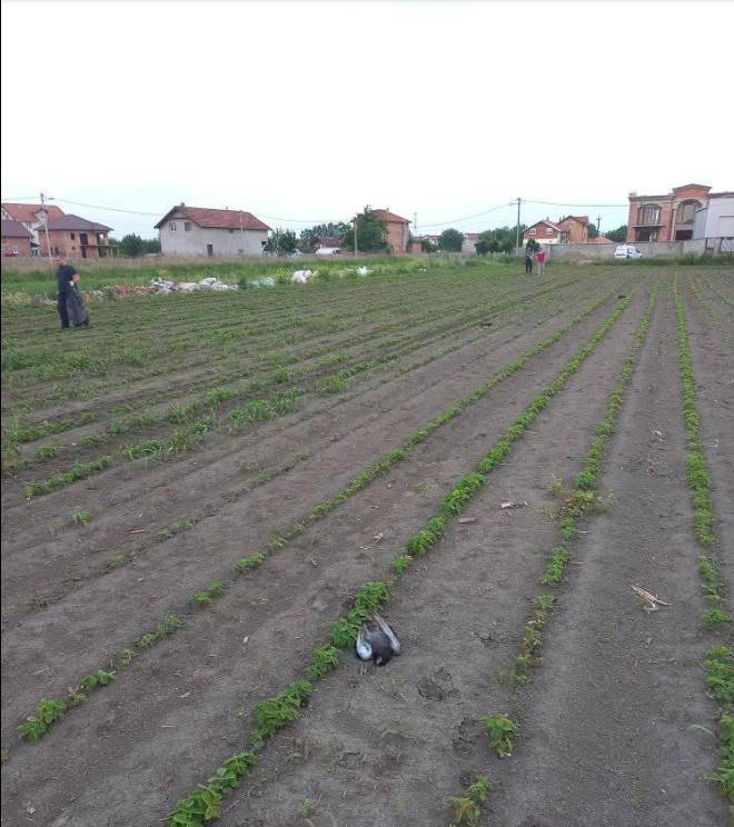 beograd masovno trovanje golubovi uzrok 