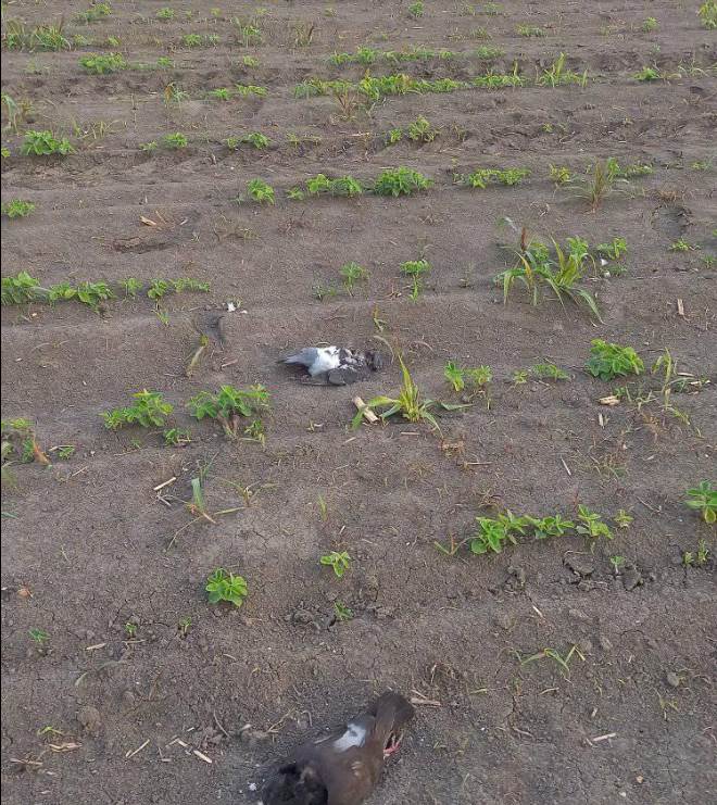 beograd masovno trovanje golubovi uzrok 