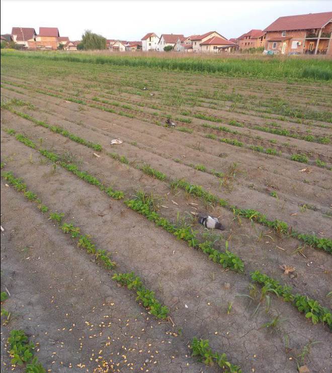 beograd masovno trovanje golubovi uzrok 