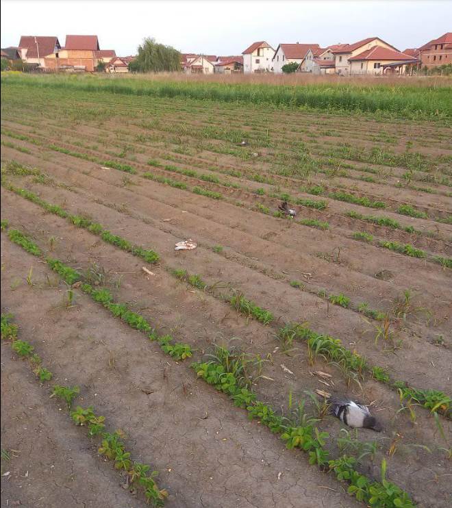 beograd masovno trovanje golubovi uzrok 