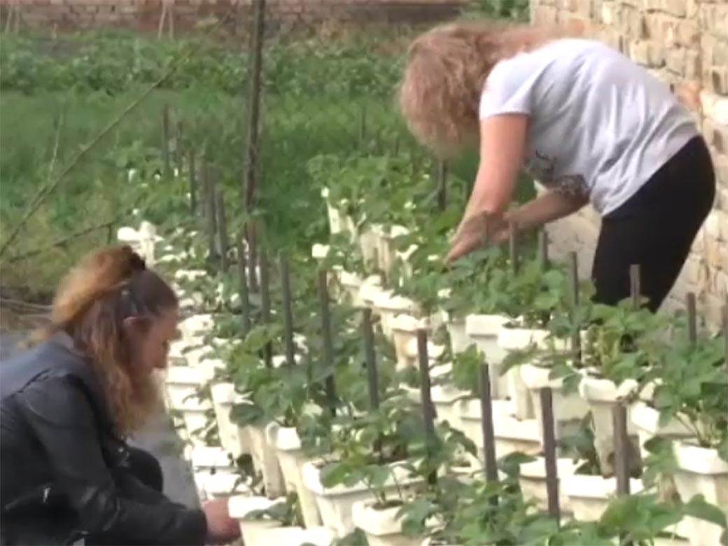 srpska porodica poljoprivreda zene rade sve poslove