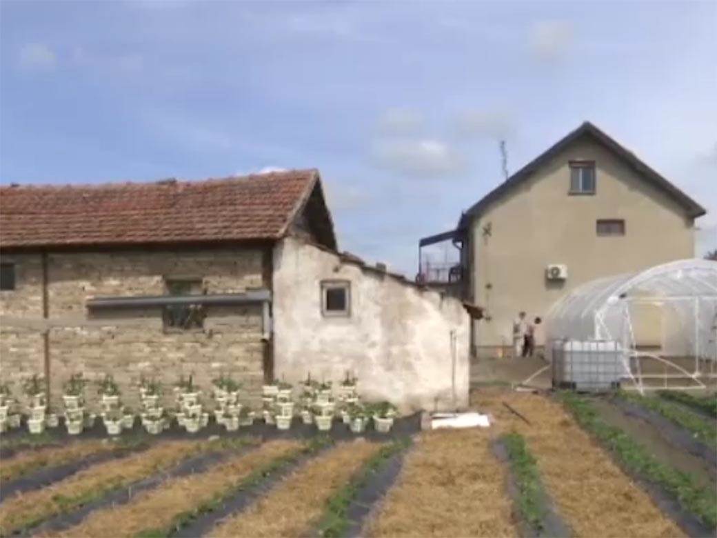 srpska porodica poljoprivreda zene rade sve poslove