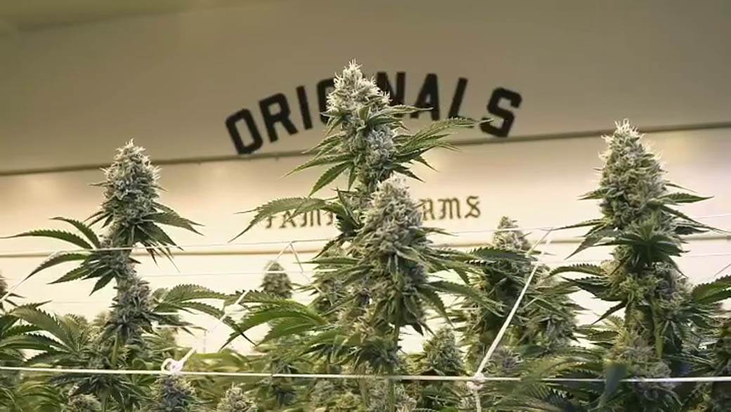 Majk Tajson optužen za silovanje