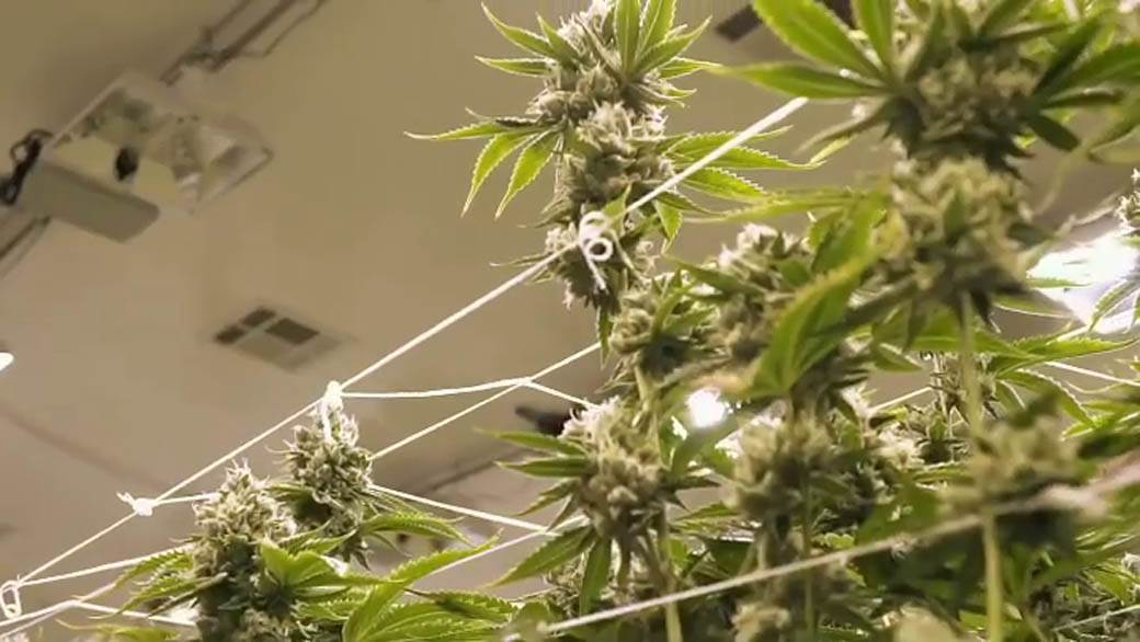 Majk Tajson optužen za silovanje