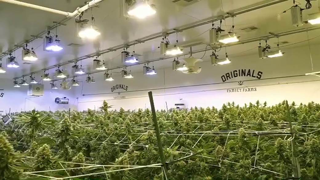 Majk Tajson optužen za silovanje