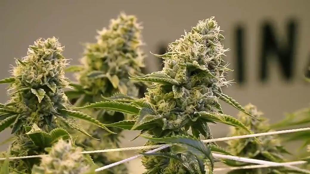 Majk Tajson optužen za silovanje