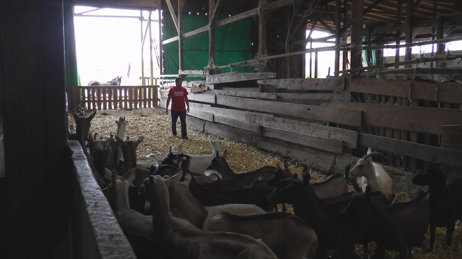 cacak selo ljubic kozarstvo kozje mleko