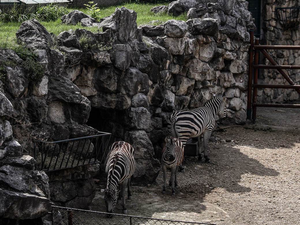 beo zoo vrt zoološki vrt fotografije