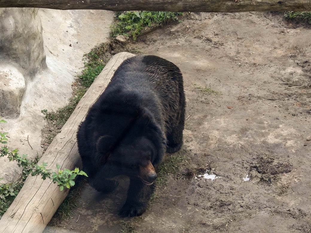 beo zoo vrt zoološki vrt fotografije