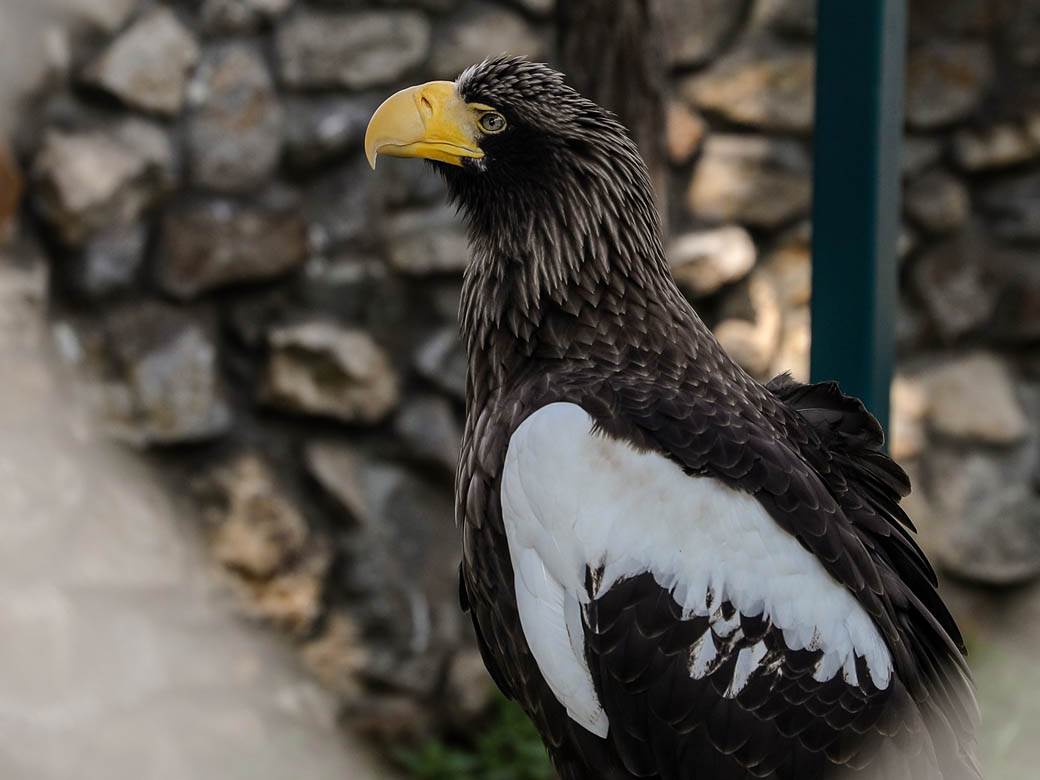 beo zoo vrt zoološki vrt fotografije