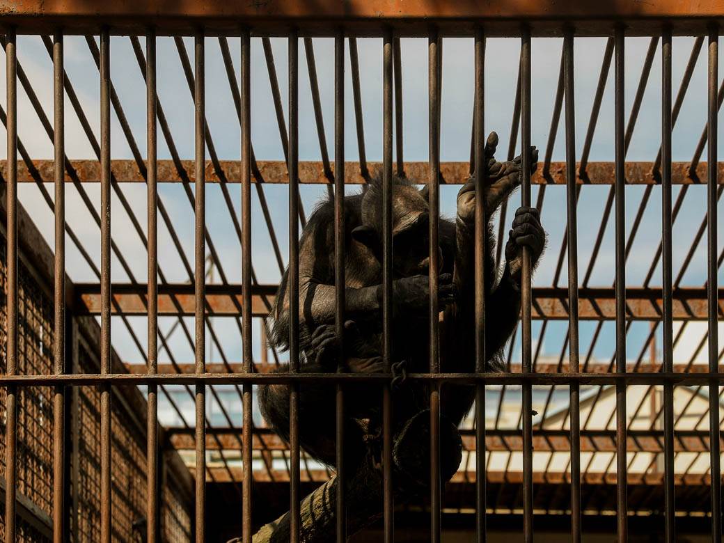 beo zoo vrt zoološki vrt fotografije