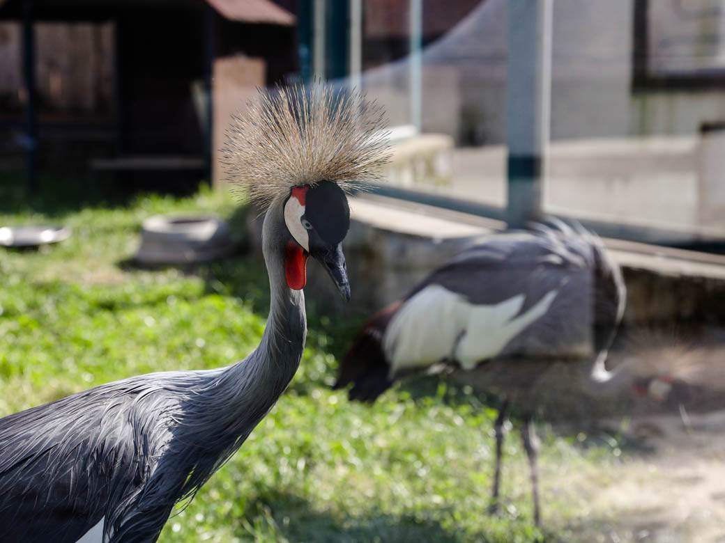 beo zoo vrt zoološki vrt fotografije