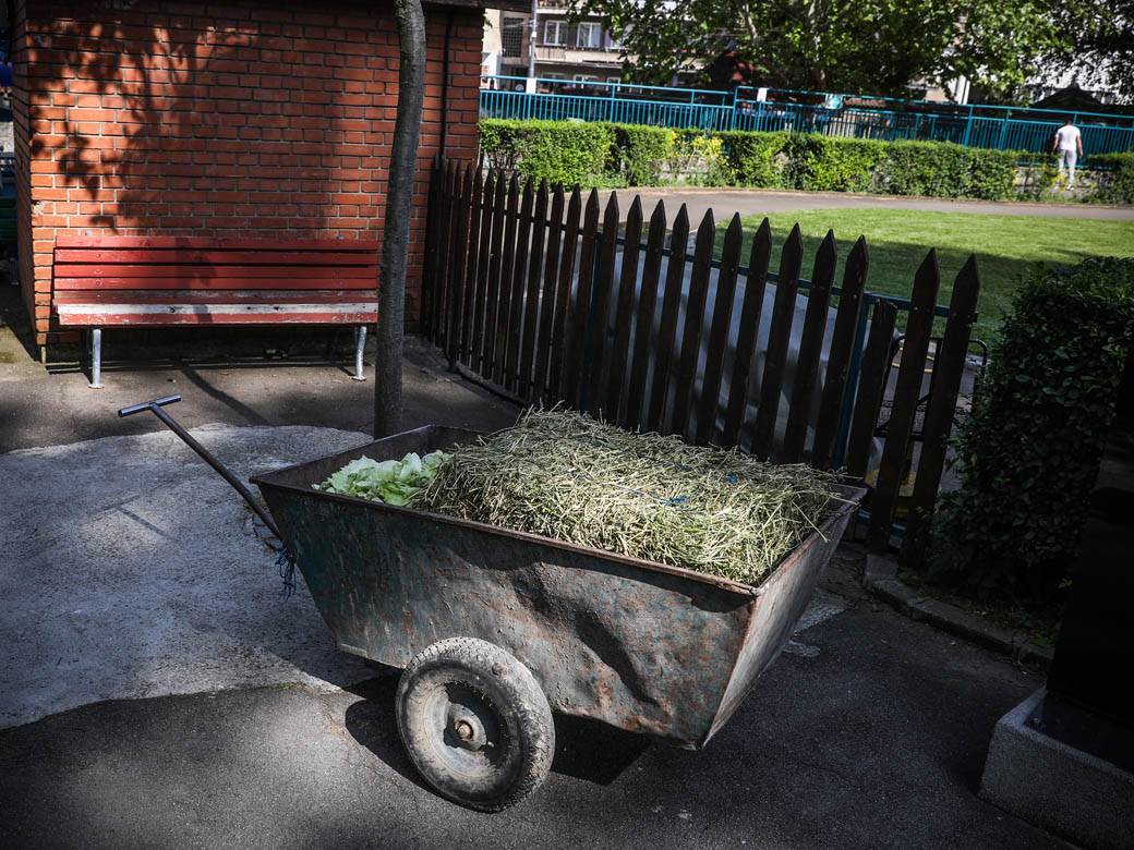 zooloski vrt hranjenje zivotinja