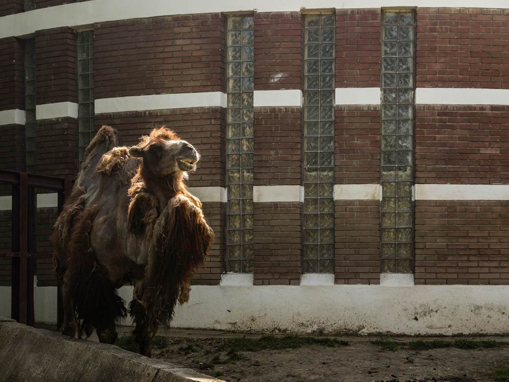 beo zoo vrt zoološki vrt fotografije
