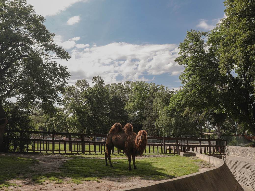 beo zoo vrt zoološki vrt fotografije